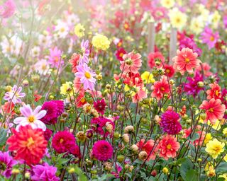 A field of beautiful summer flowering, vibrant coloured, Dahlia flowers in soft sunshine