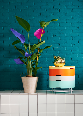 A potted bird of paradise plant against a deep teal brick wall