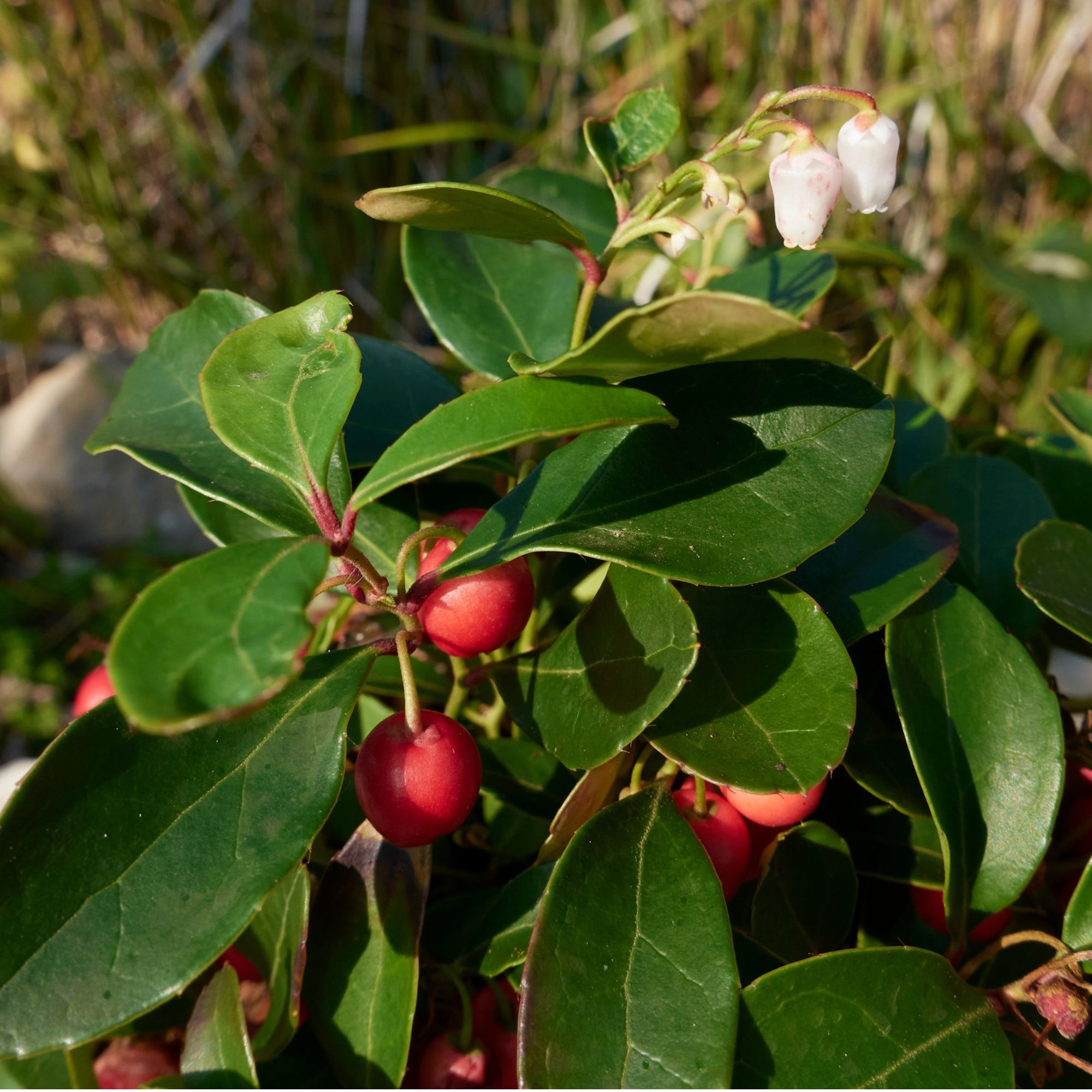 Checkerberry shrub
