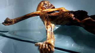 The natural mummy of Otzi the Iceman, discovered in an Alpine pass in 1991.