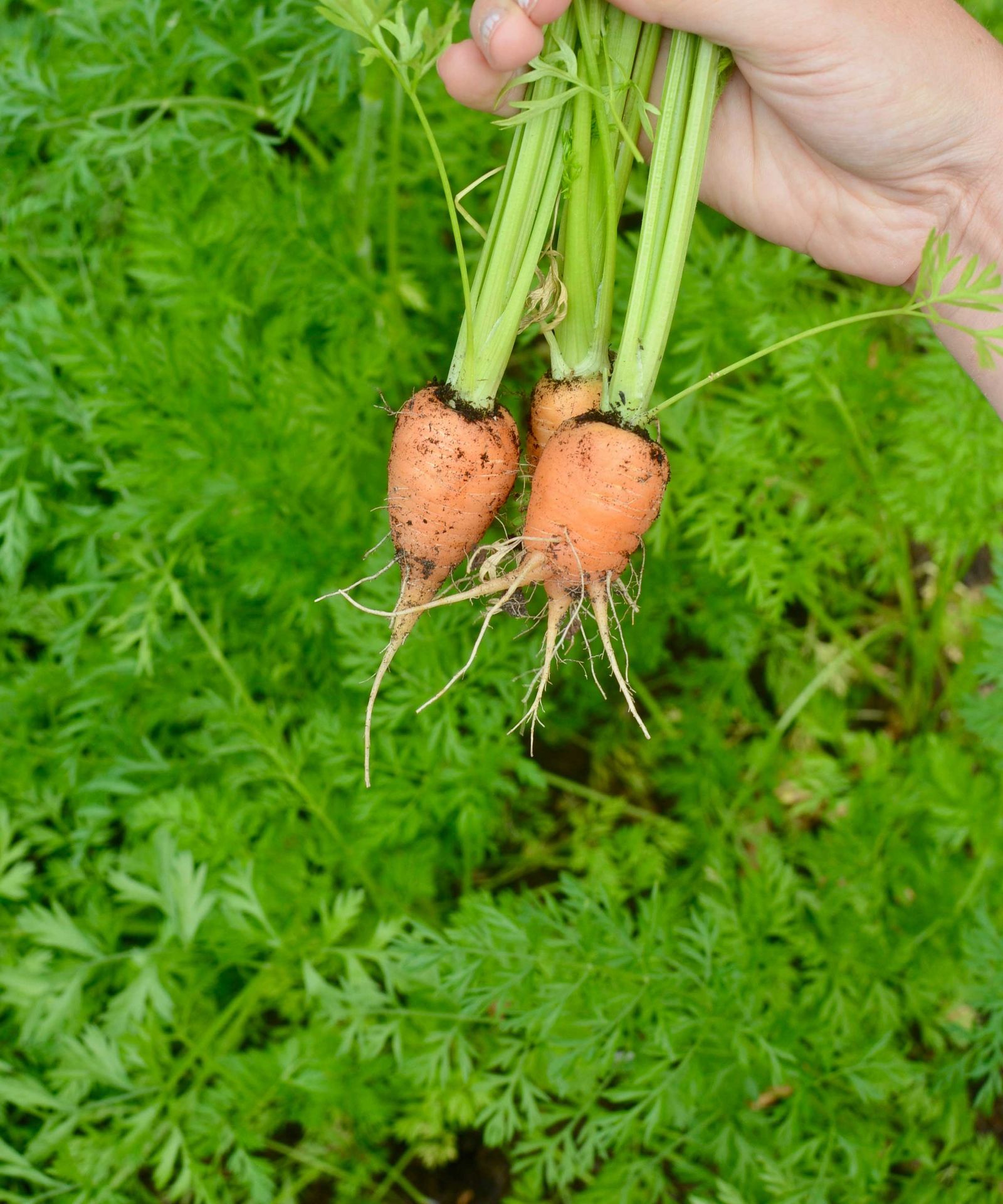 When to plant carrots to get the best harvest homes and gardens