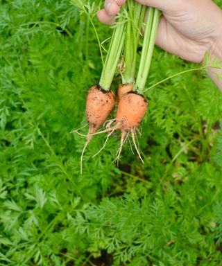 holding freshly harvested carrots