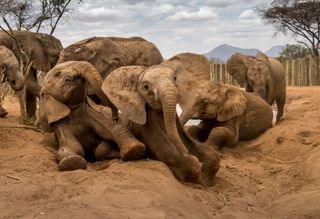 a group of elephants