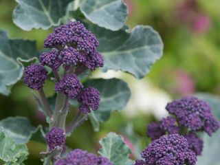 purple sprouting broccoli growing
