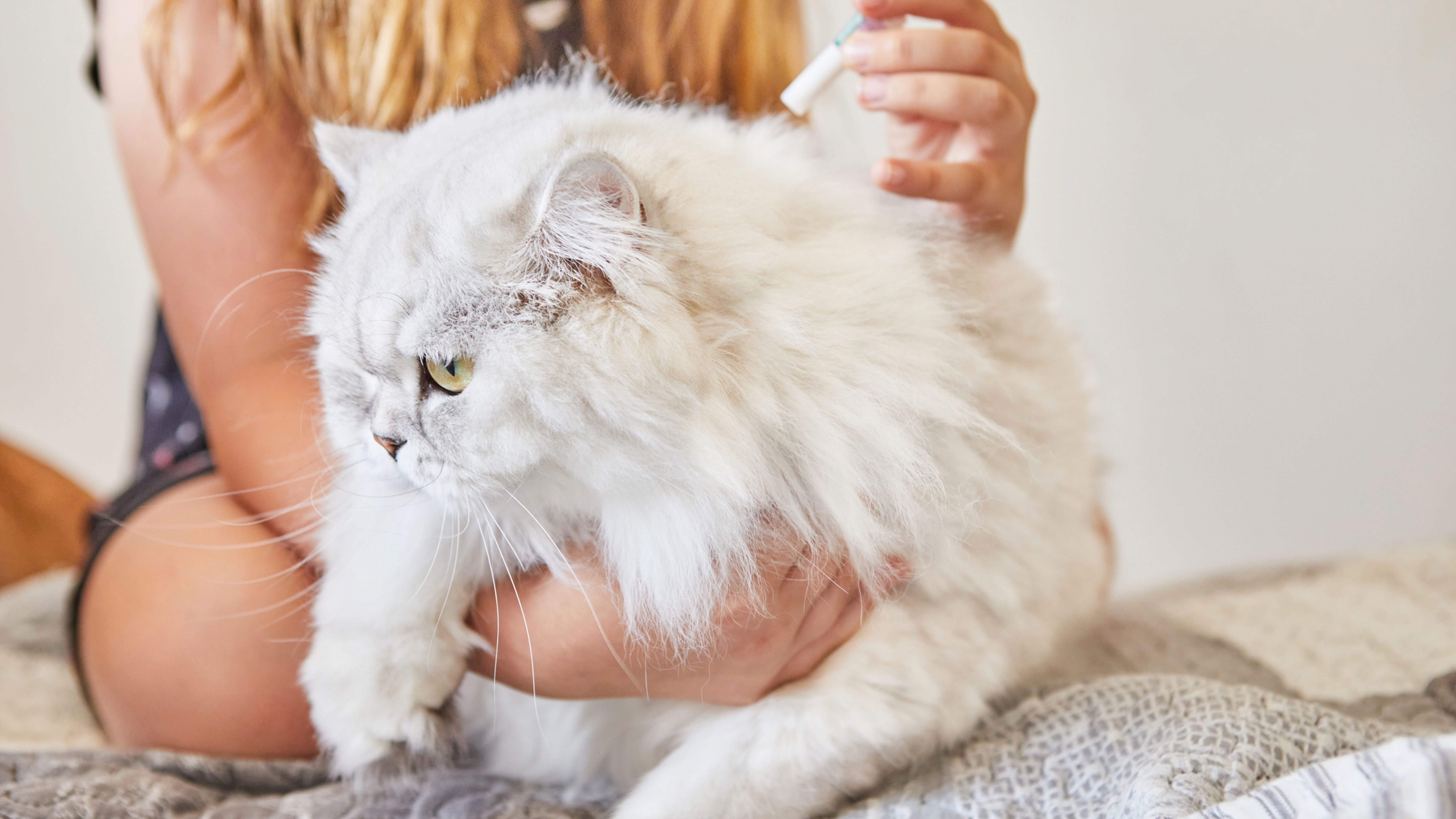 Cat being given flea treatment
