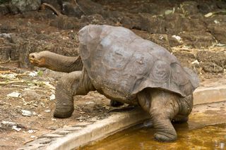 tortoise, endangered species, extinct