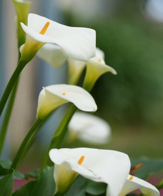 close-up of white calla lily flowers