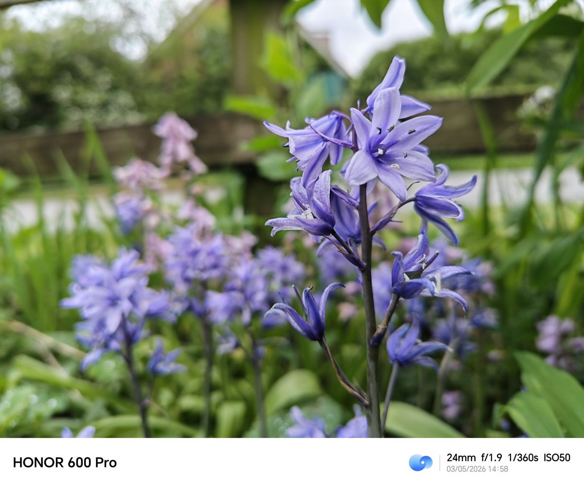 Close-up of purple-blue flowers with a soft blurred garden background