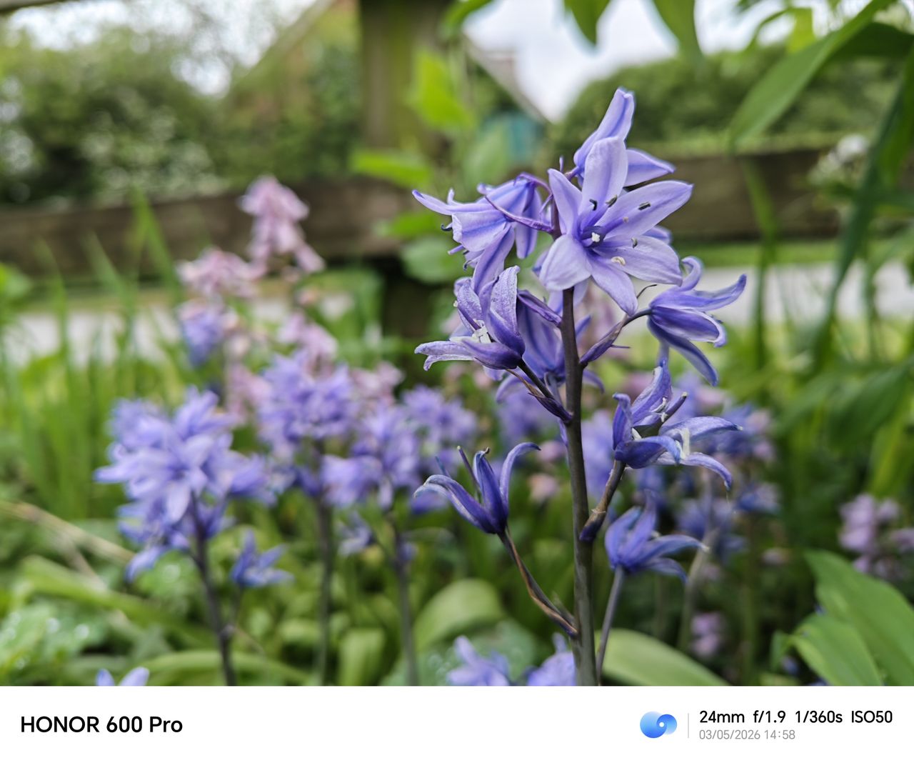 Close-up of purple-blue flowers with a soft blurred garden background