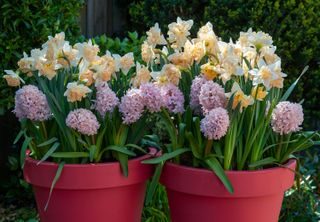 container planter ideas: hyacinths and daffodils in pink pots