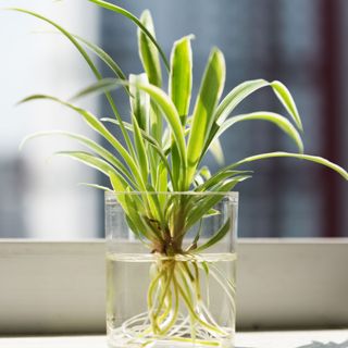 spider plant propagating in water on windowsill