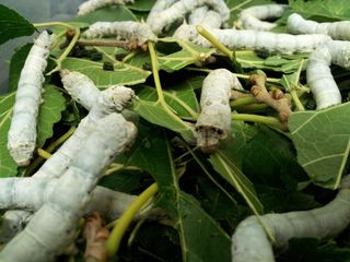 Genetically Engineered Silkworms