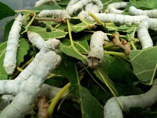 Silkworms have been genetically engineered to produce spider silk, which could lead to bullet-resistant clothing one day.