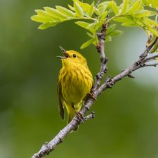 yellow warbler in backyard