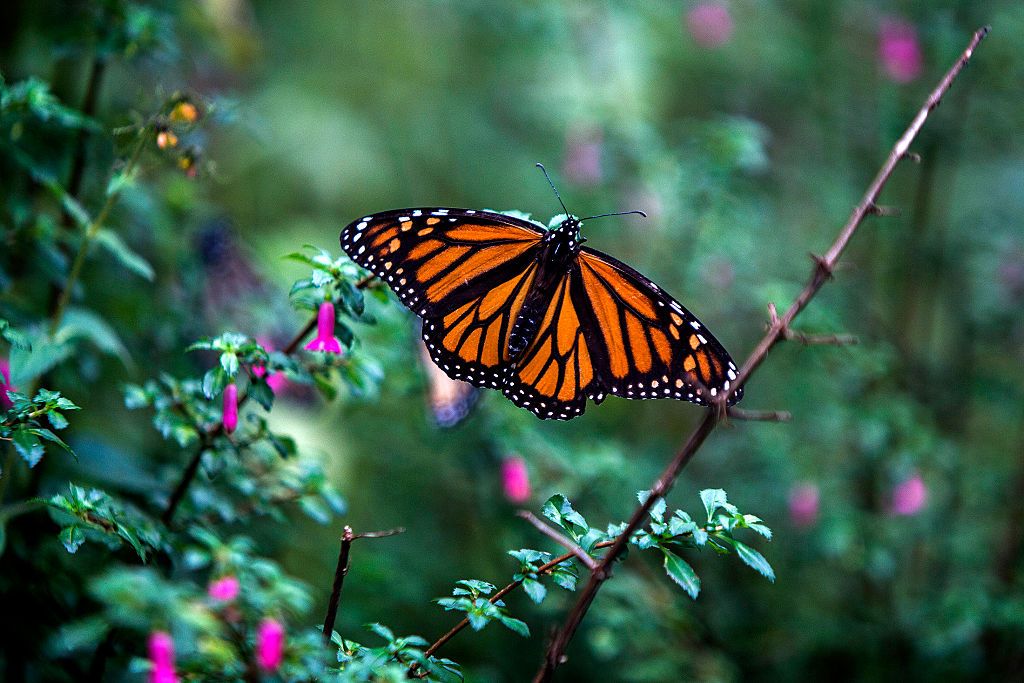 A monarch butterfly.