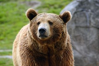 Grizzly bear populations are on the rebound in Yellowstone.