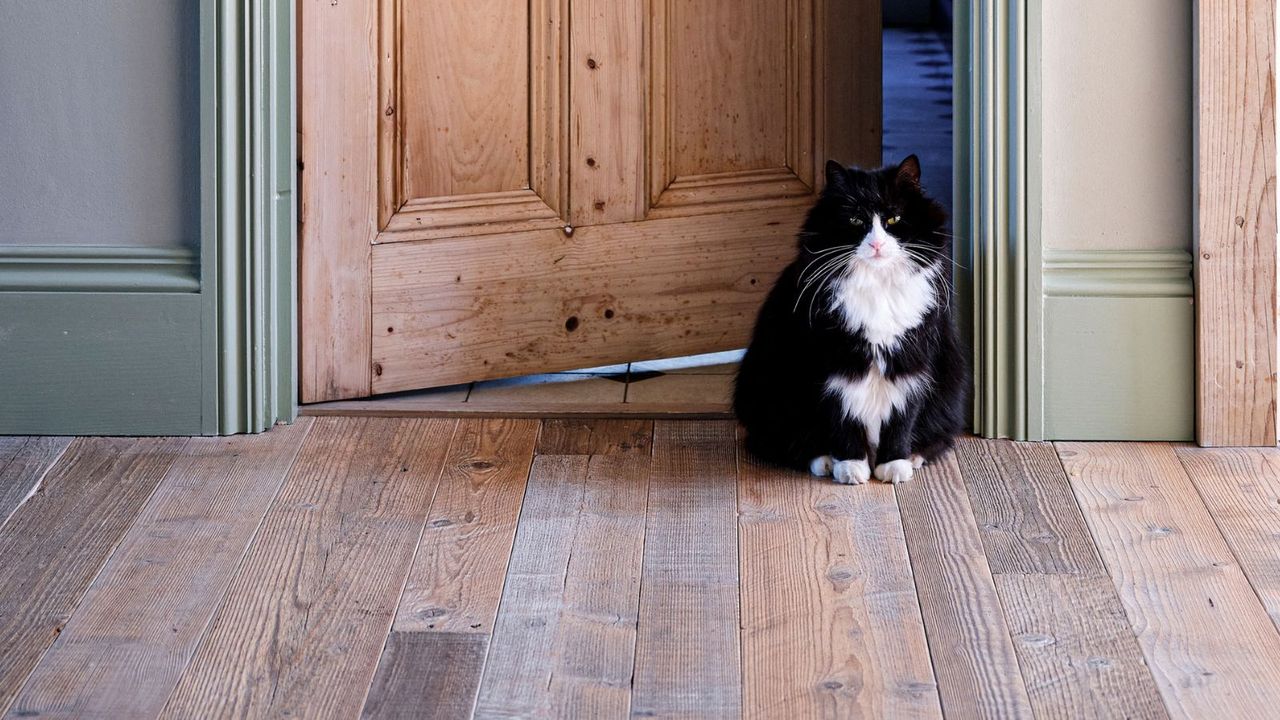 A cat sat in a doorway on a real wood floor