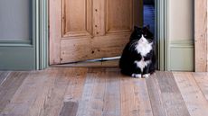 A cat sat in a doorway on a real wood floor