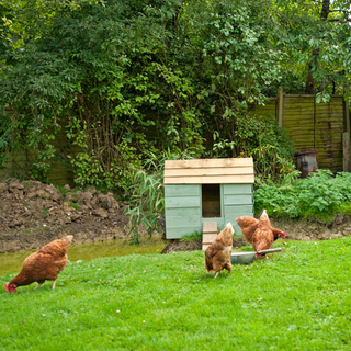 many hens in green field with wooden hen house