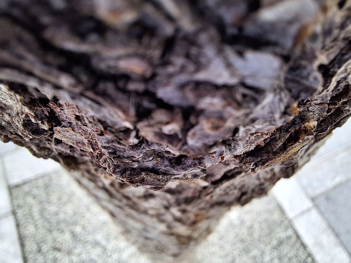 Samsung Galaxy A54 camera sample close up macro