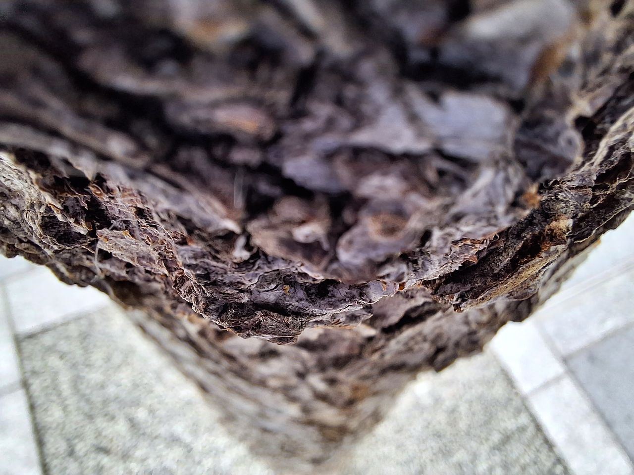 Samsung Galaxy A54 camera sample close up macro