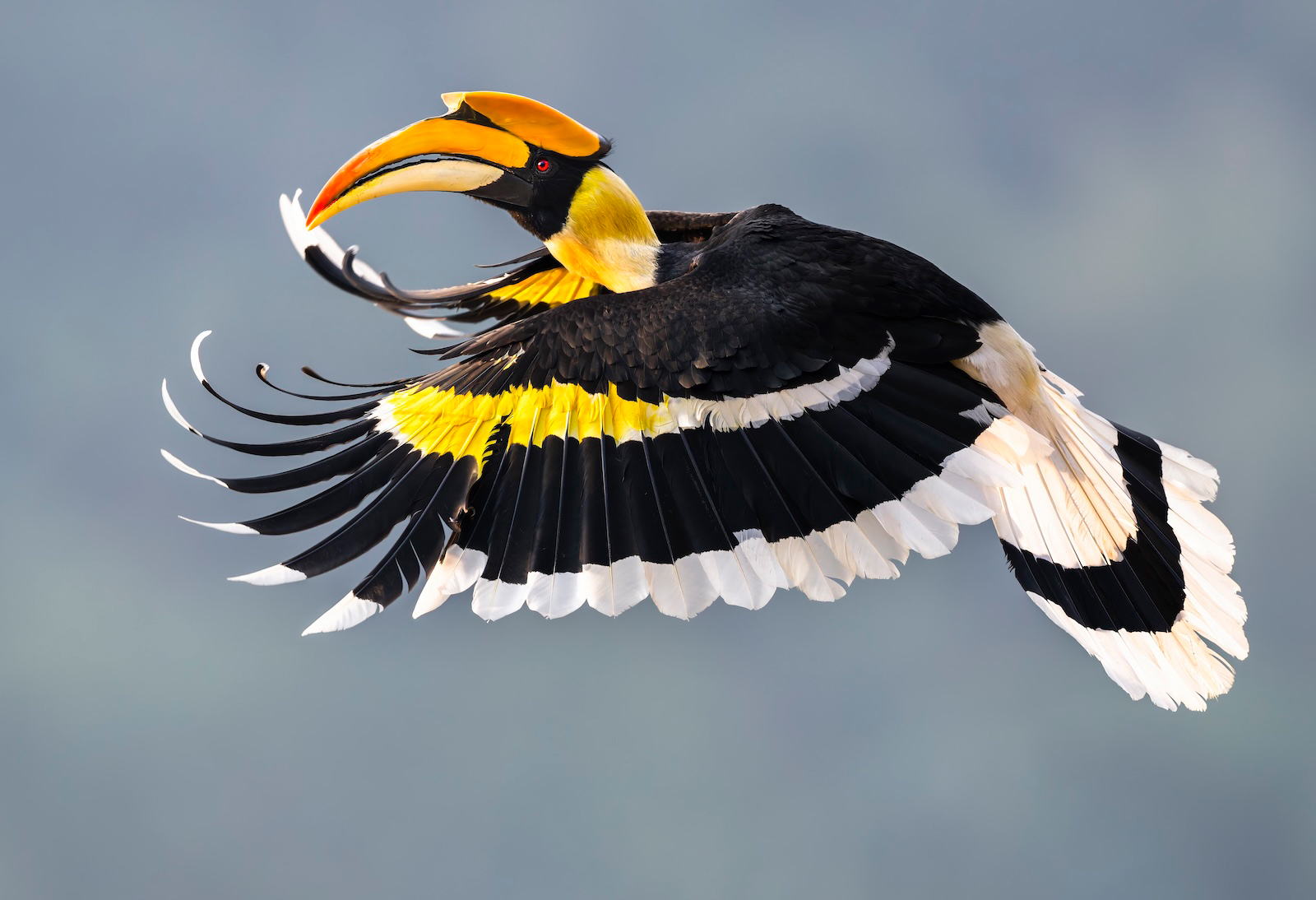 A colorful hornbill in flight, showcasing its vibrant yellow and black plumage and large, curved bill against a blurred background