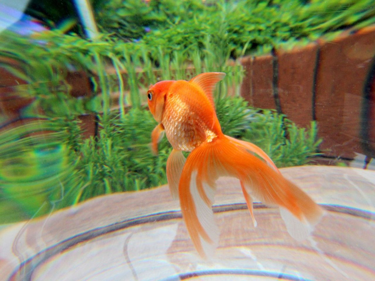 Goldfish In A Fish Tank In The Garden