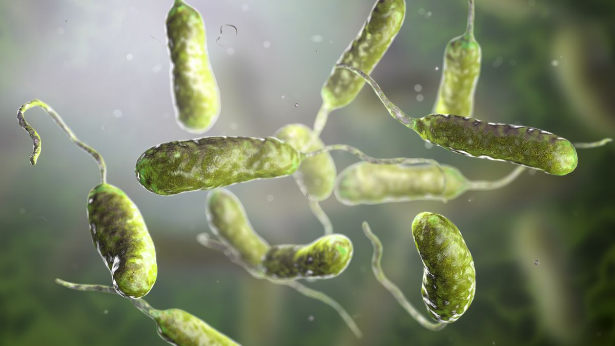 a swarm of sickly green bacteria floating in water