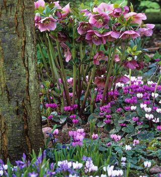 Bulbs for Naturalising in Shade Collection