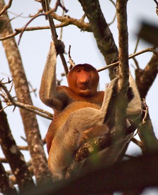 Proboscis monkeys eat a variety of leaves and fruits and live in groups composed of one adult male and several females and their babies