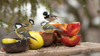 birds eating fruit on feeding table