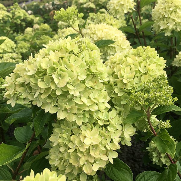 Little Lime&amp;reg; Panicle Hydrangea - Quart Container