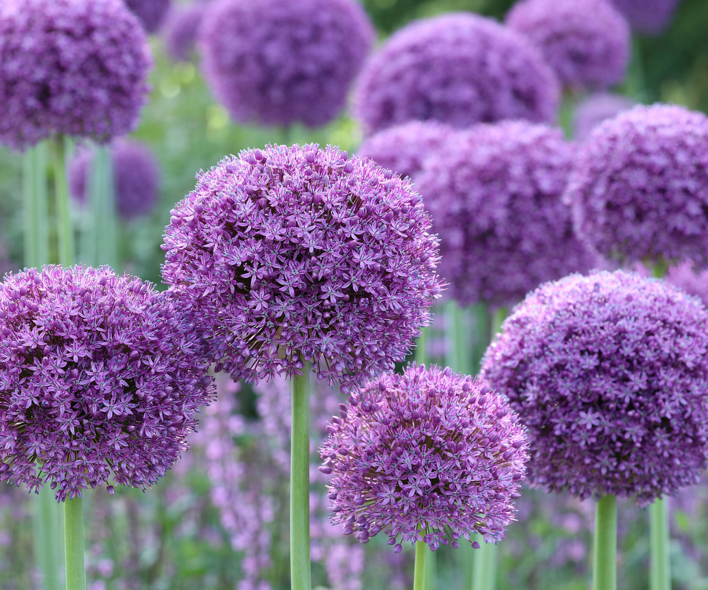 purple allium flowers in garden border