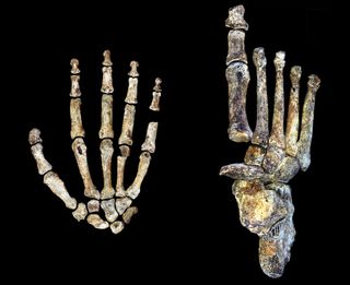 The hands and feet of the extinct human species Homo naledi were uniquely shaped for both walking and climbing trees.
