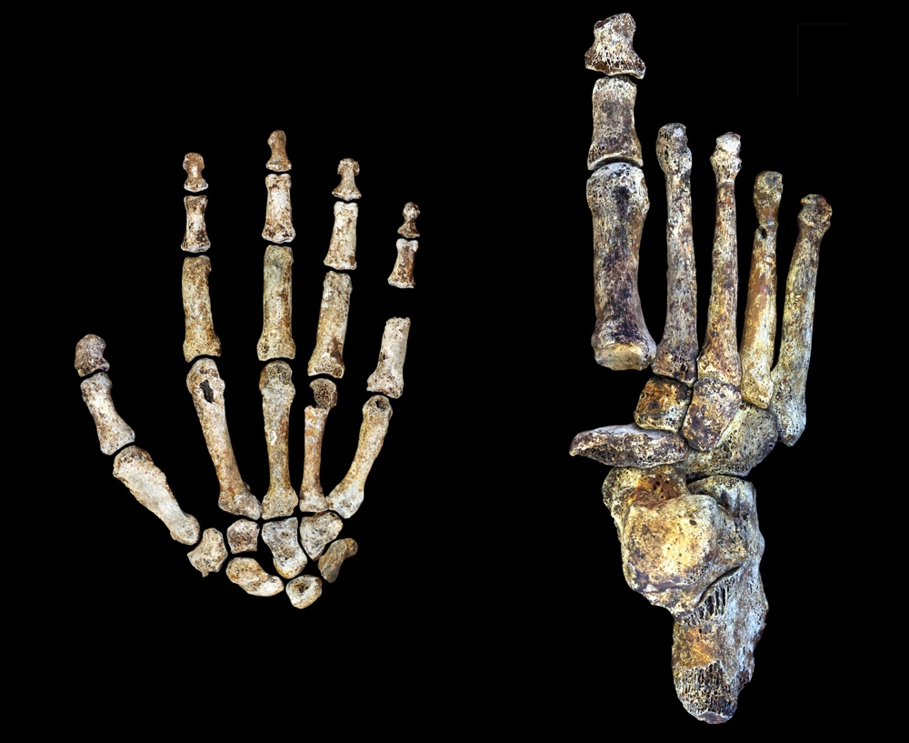 The hands and feet of the extinct human species Homo naledi were uniquely shaped for both walking and climbing trees.