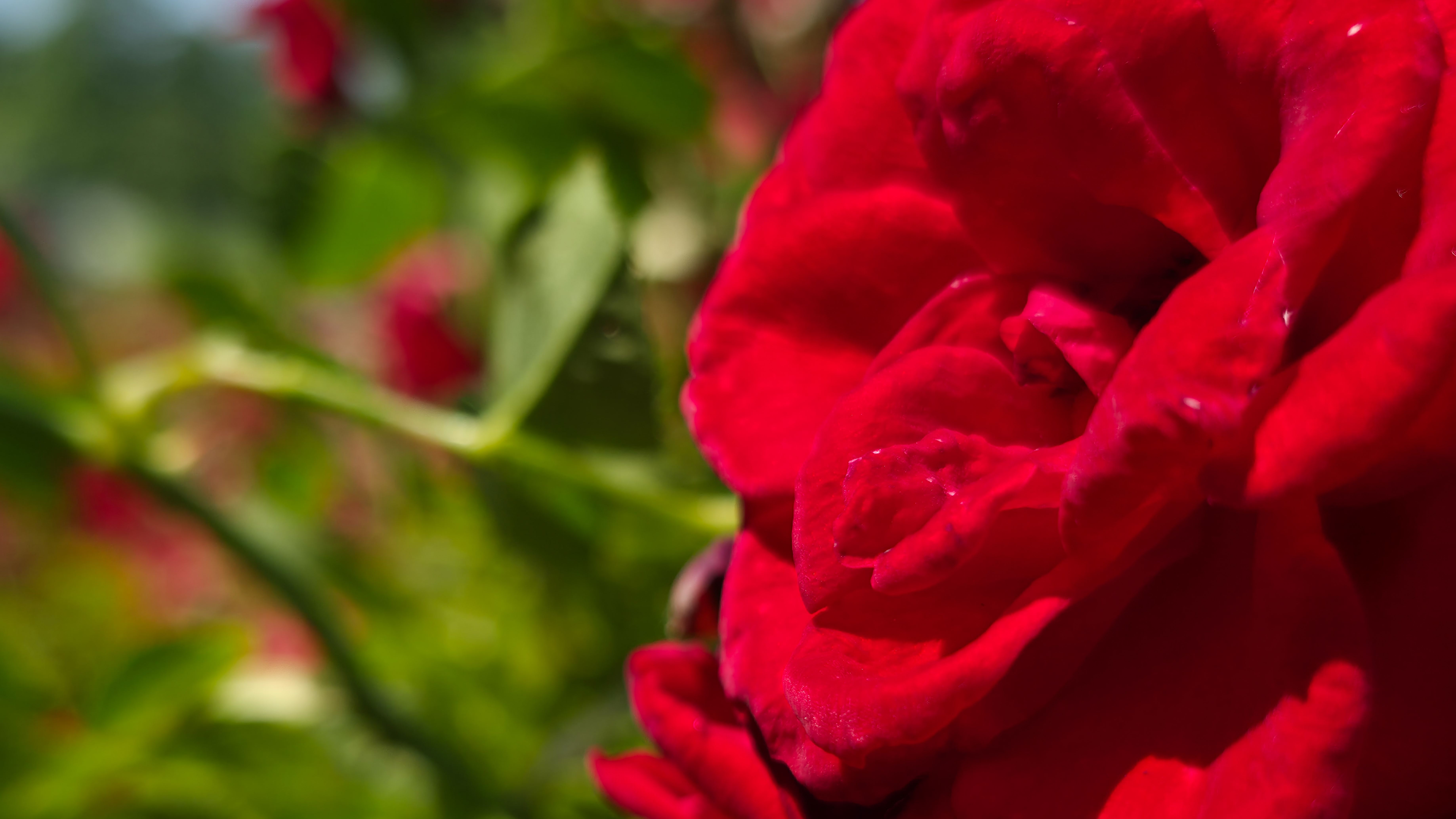 A red rose photographed with the Samsung Galaxy S25 Ultra at a variety of resolution settings