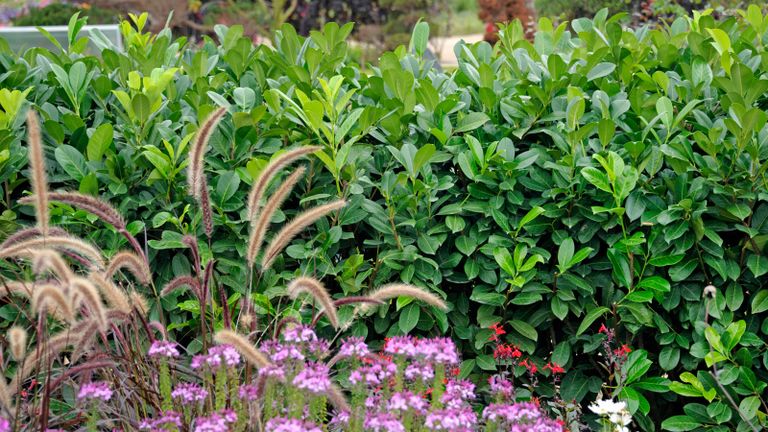 cherry laurel, one of the best low maintenance hedge plants