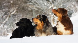 Australian Shepherd dogs of different colors sitting on snow