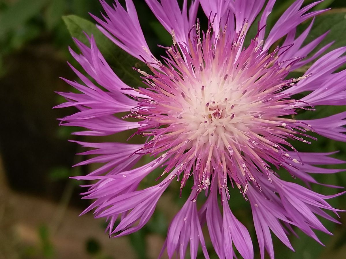 The 2x lens can be used pretty effectively for macro shots. Just check out the pollen on this flower&rsquo;s tendrils.