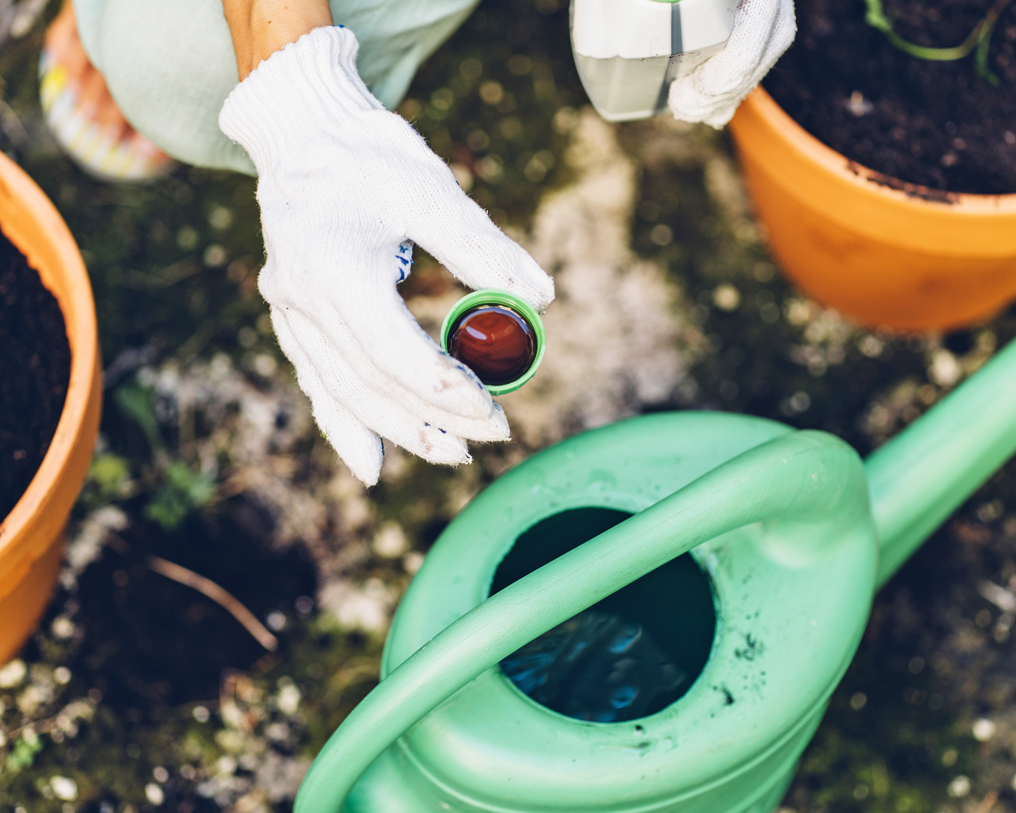 Adding liquid fertilizer to watering can