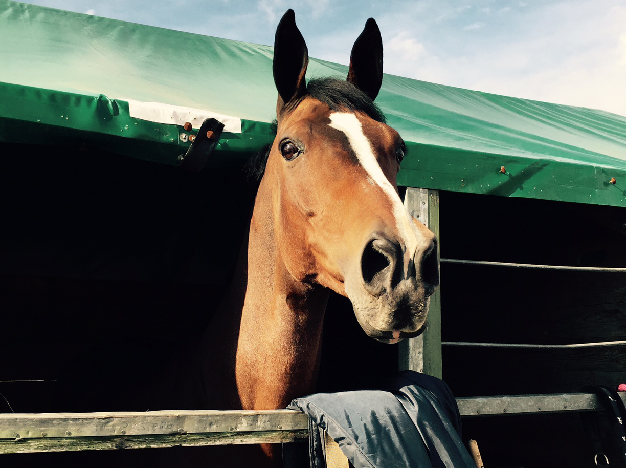 Lesley-Ross-HOYS3.jpg