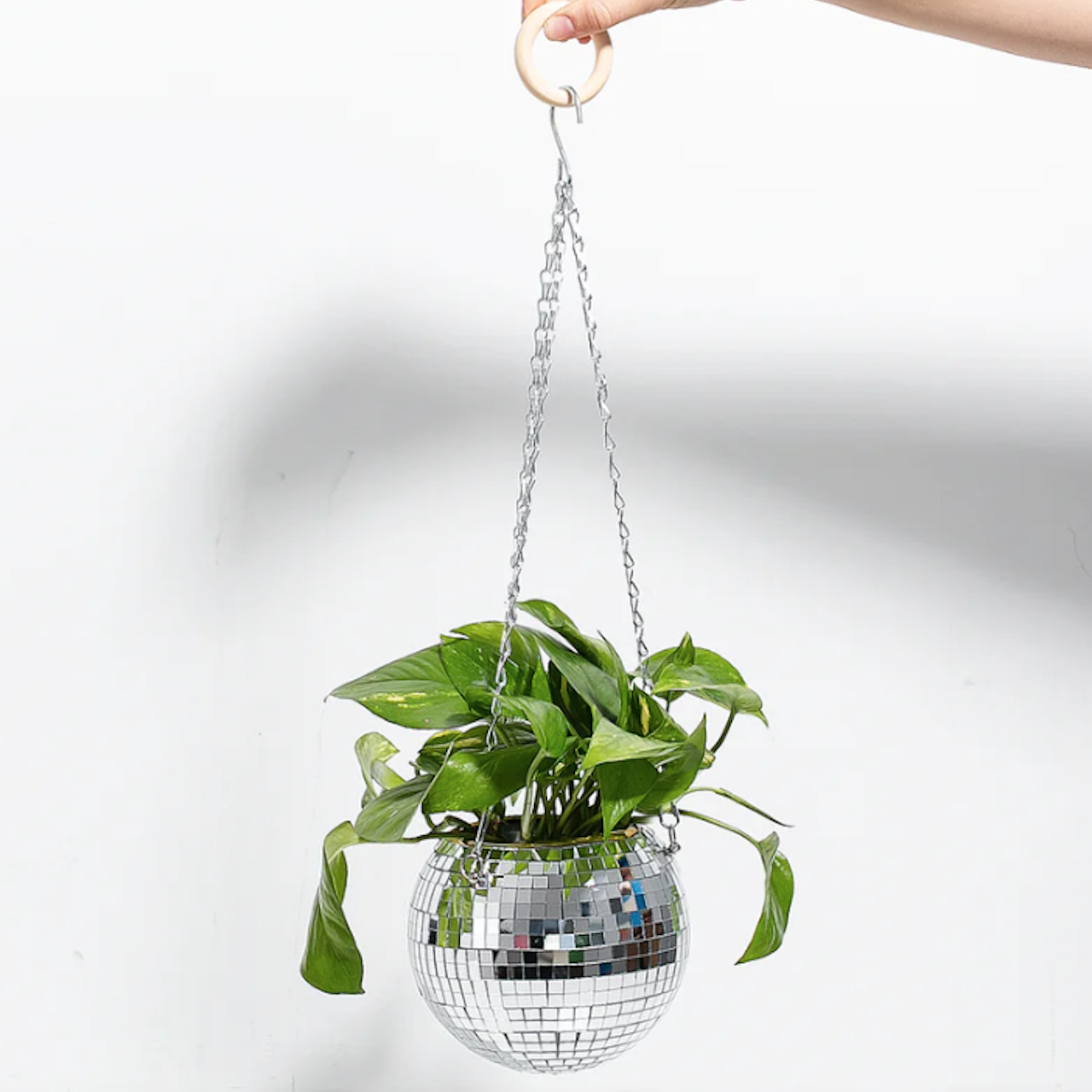 Pothos emas di bola disko