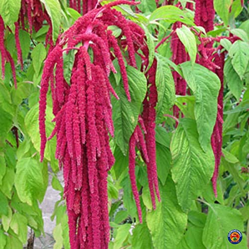 2000 Love Lies Bleedin Amaranth Seeds for Planting Heirloom Non Gmo 2 Grams of Seeds Garden Vegetable Bulk Survival Amaranthus