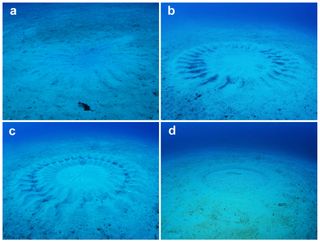 One of the circular formations in various stages of completion. "A" represents the early stage, B the middle stage and C the final stage. D shows the same circle one week after spawning. These photos were taken in late June and July, 2012.