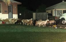 Escaped-donkey-sheep-goats.jpg