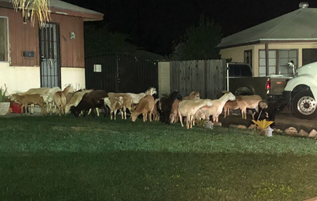 Escaped-donkey-sheep-goats.jpg