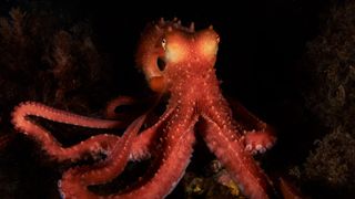 a red octopus facing the camera against a black background