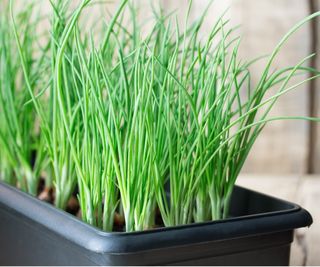 Green onions in pot