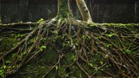 Close-up of tree roots underground.