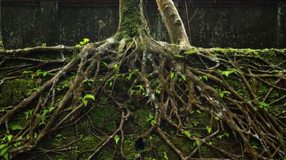 Close-up of tree roots underground.